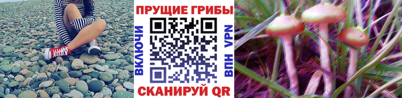 Псилоцибиновые грибы мухоморы  дарнет шоп  Адыгейск 